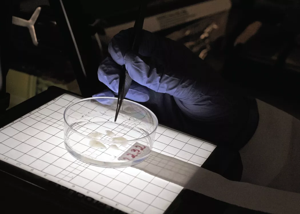 Close-up of a researcher working with samples in a lab dish