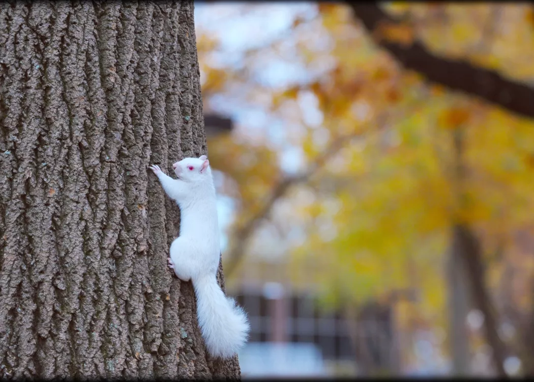 White squirrel on tree