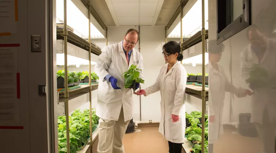 Two researchers in a lab growing tobacco plants